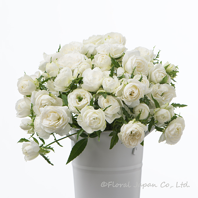 ウェディングプラン