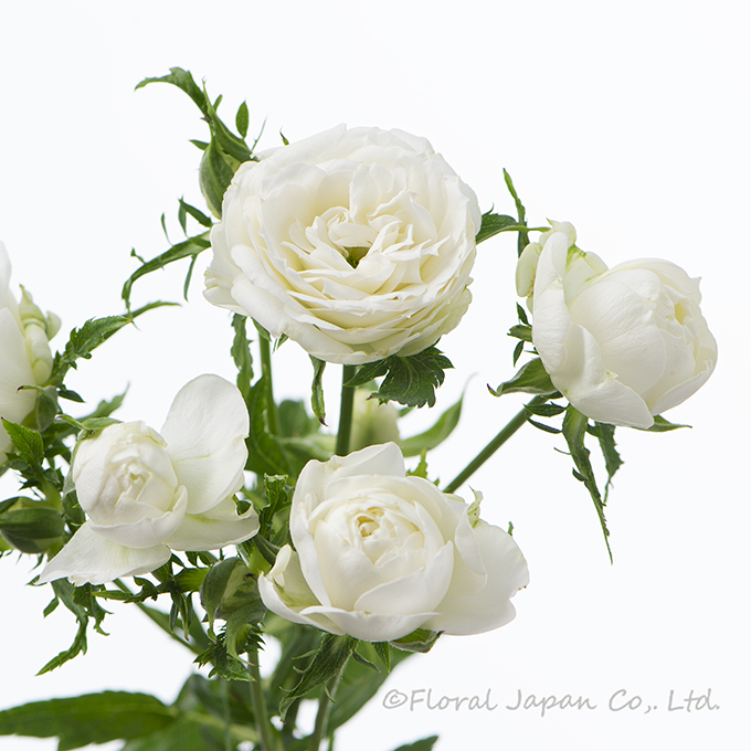 ウェディングプラン