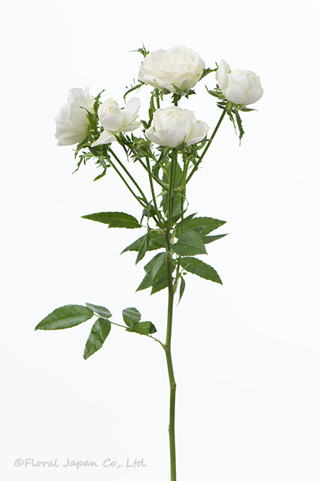 ウェディングプラン