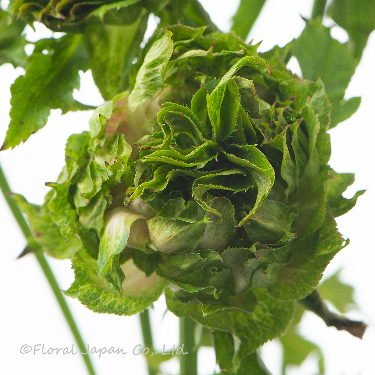 エキゾチックエクレール