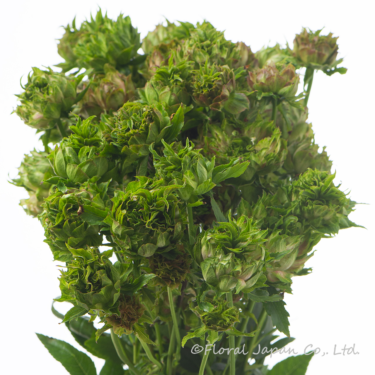 エキゾチックエクレール