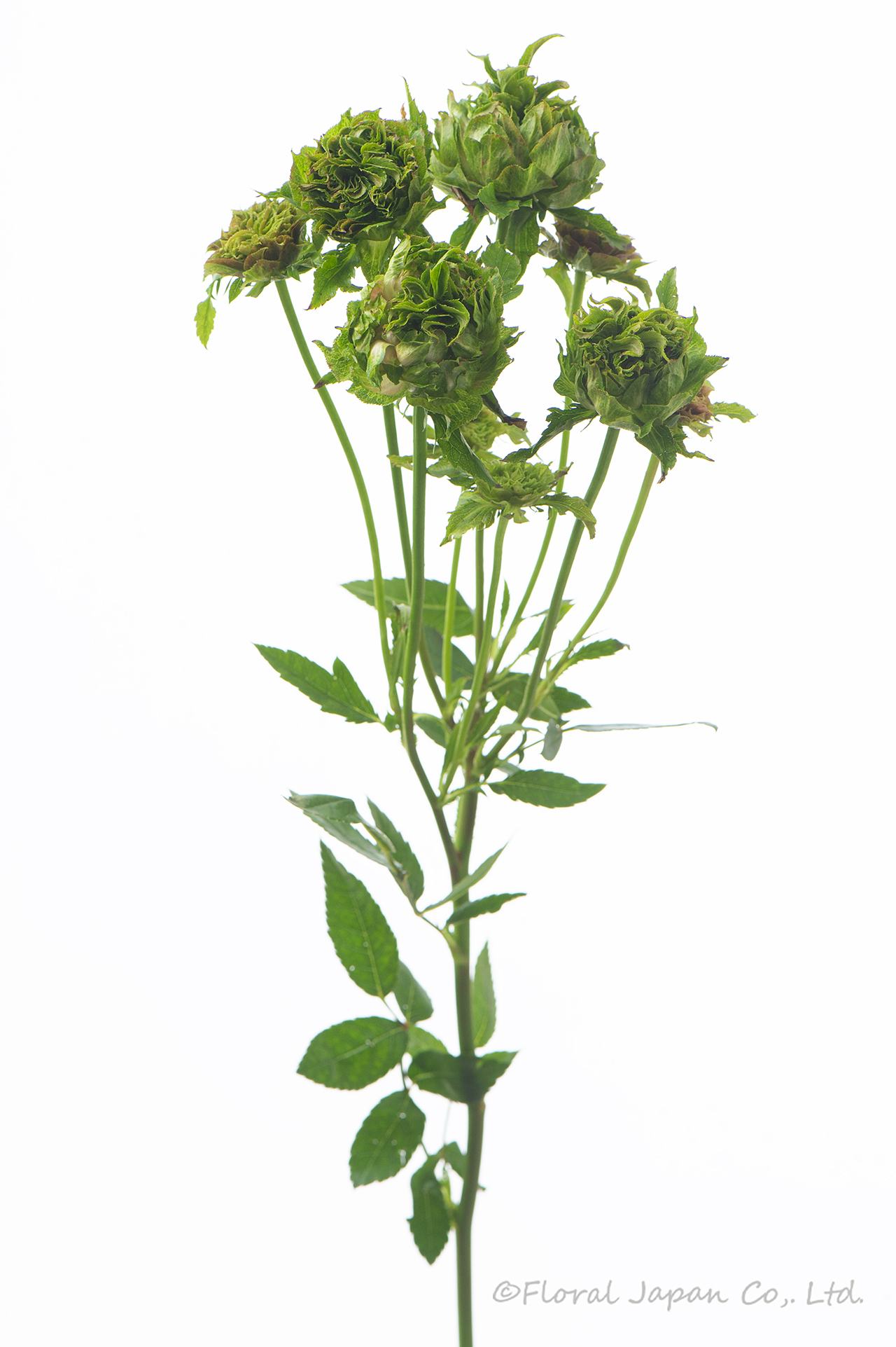 エキゾチックエクレール