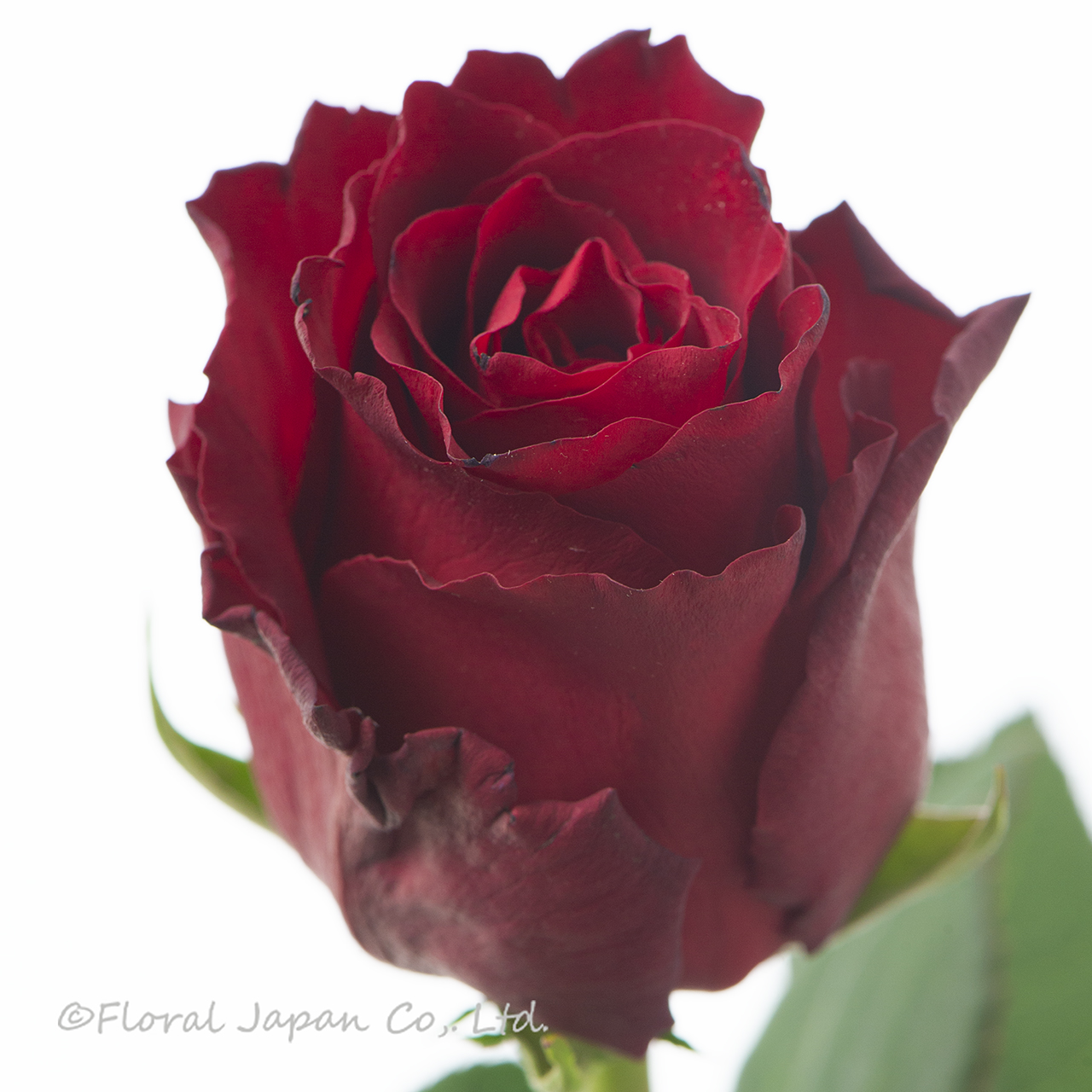 エクスプローラー