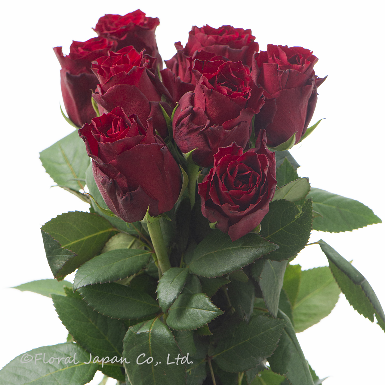 エクスプローラー