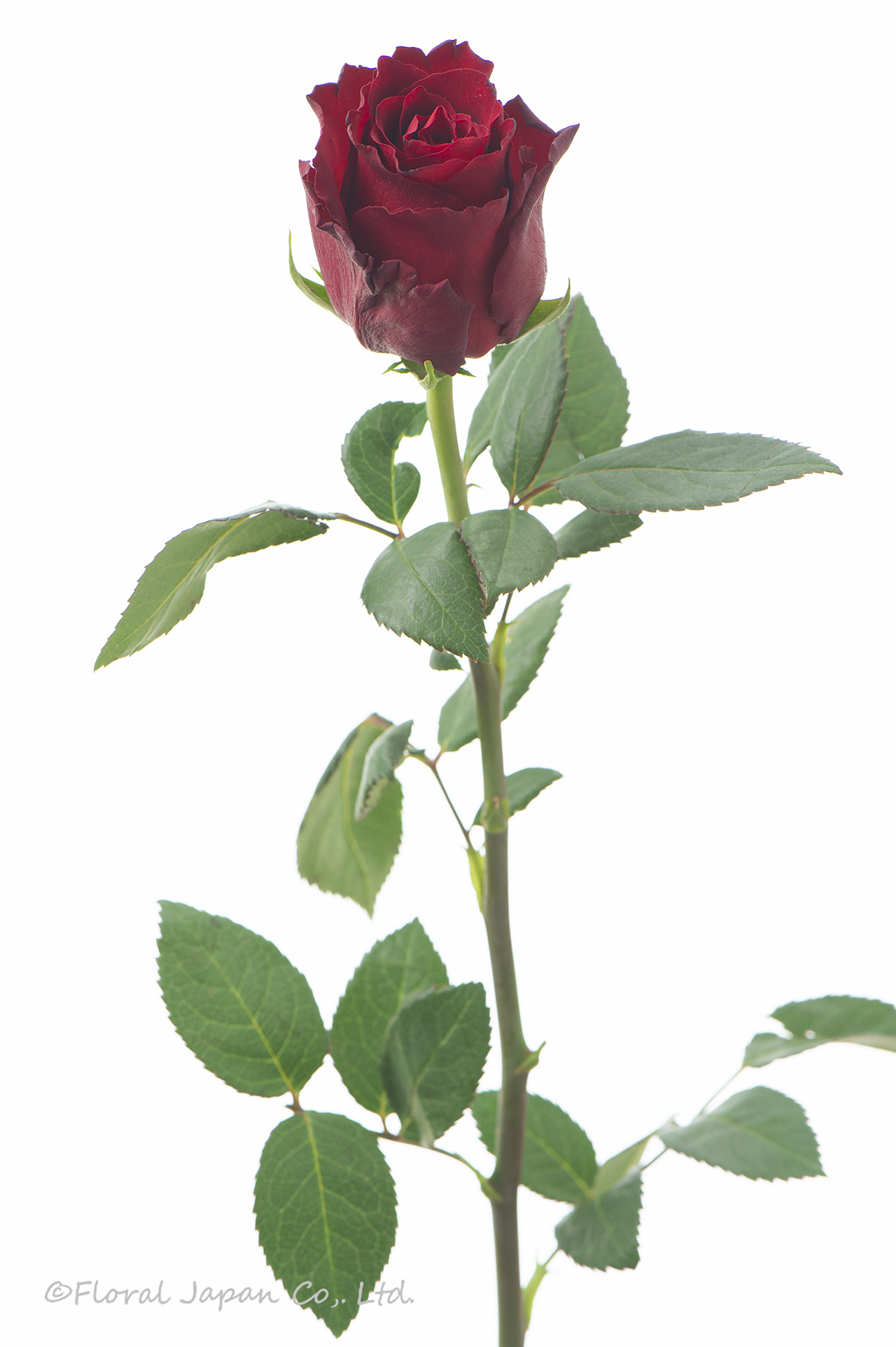 エクスプローラー