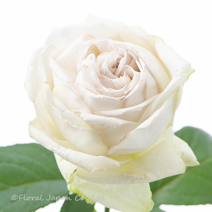 エマーブルホワイト