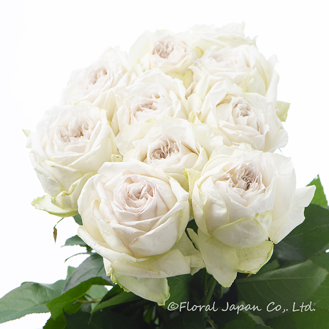 エマーブルホワイト