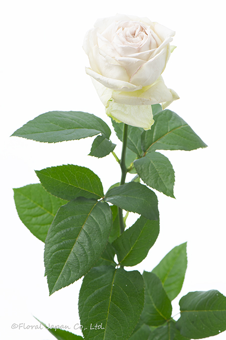 エマーブルホワイト