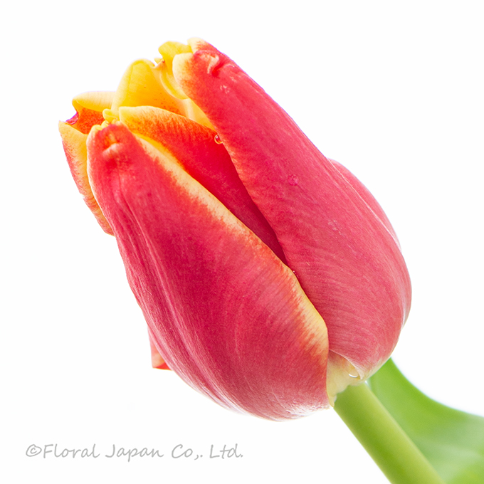 エレガントクラウン