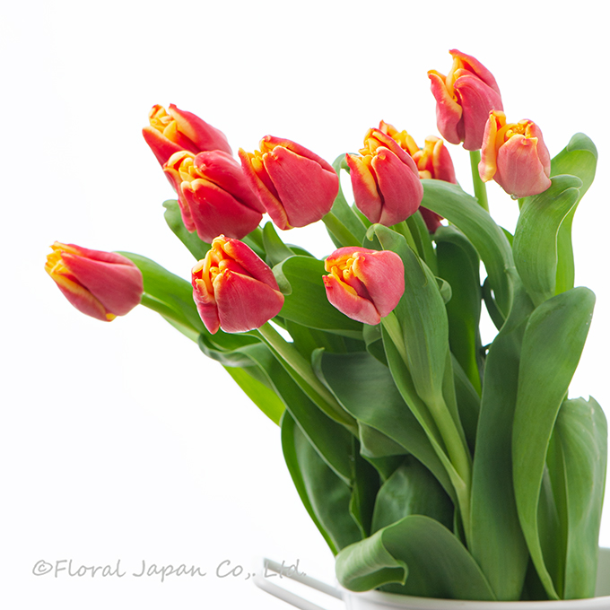 エレガントクラウン