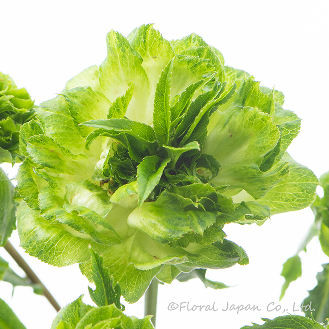 オリエンタルエクレール