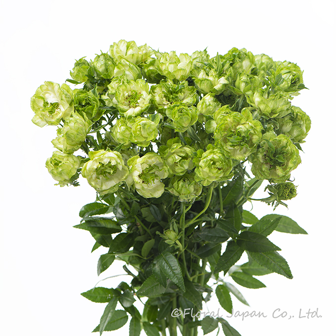 オリエンタルエクレール