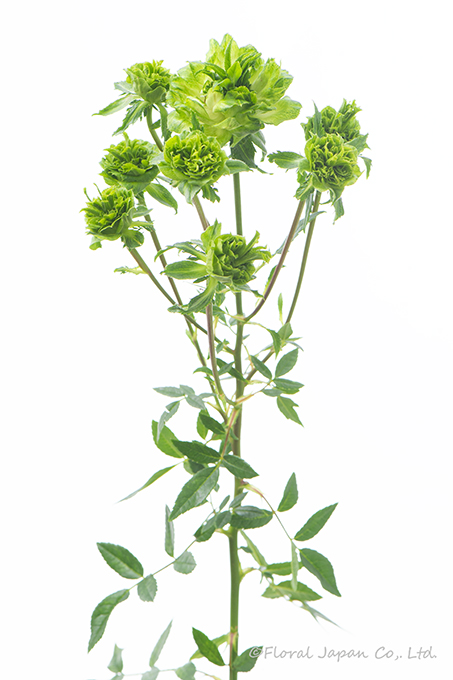 オリエンタルエクレール