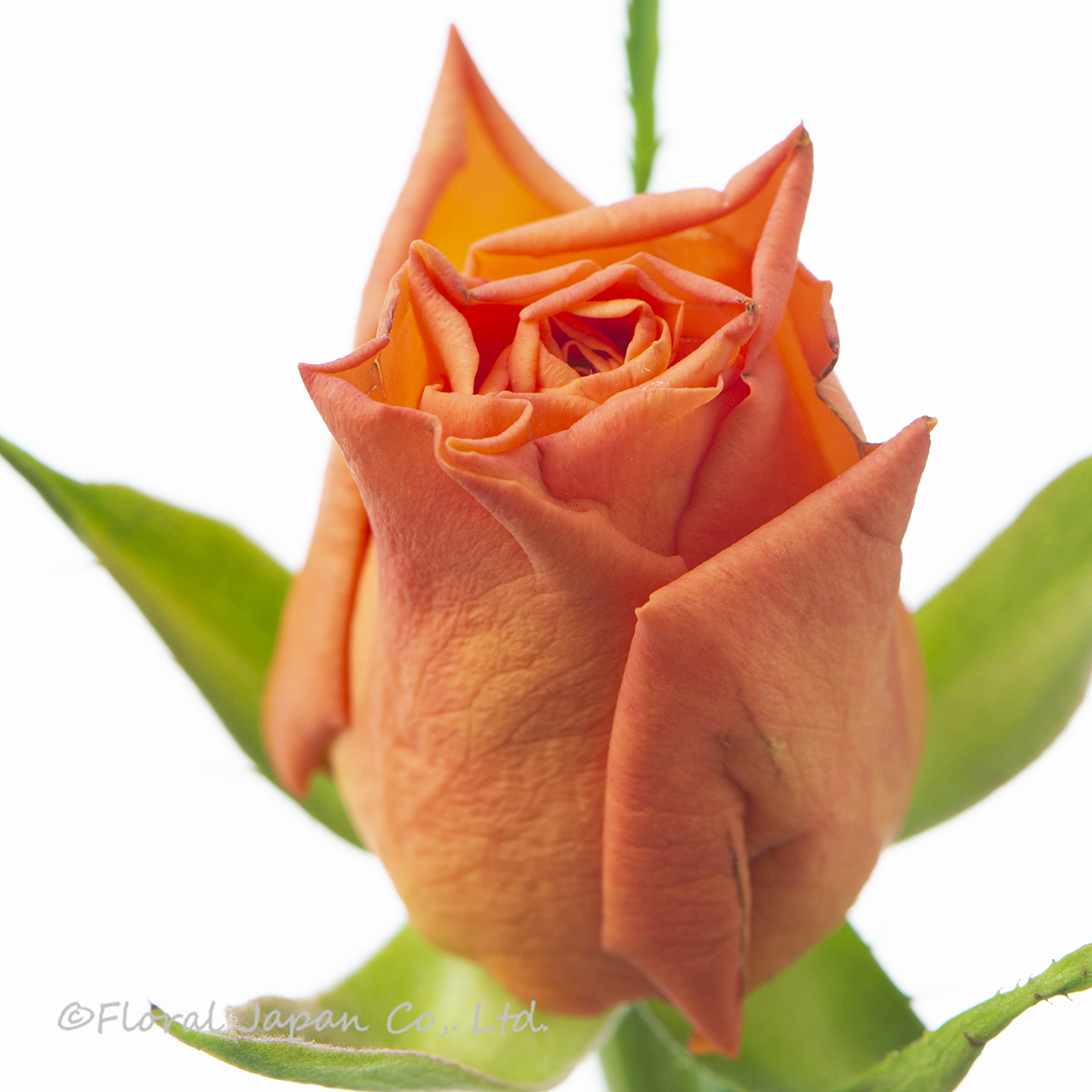 オレンジウエーブ