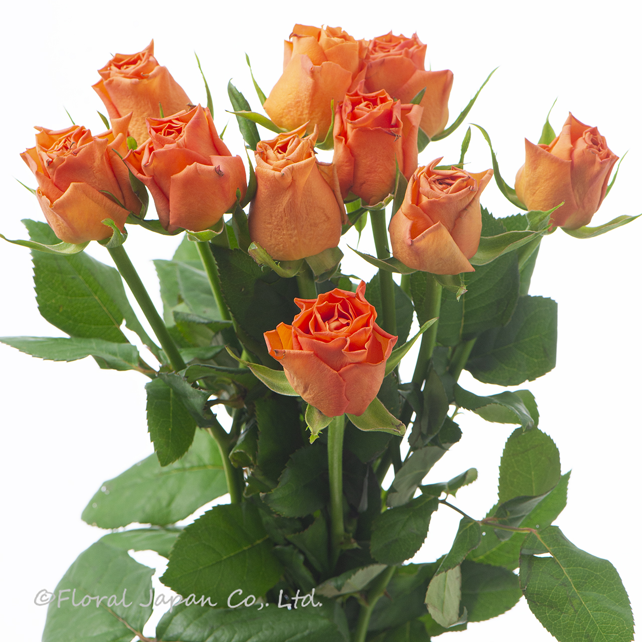 オレンジウエーブ