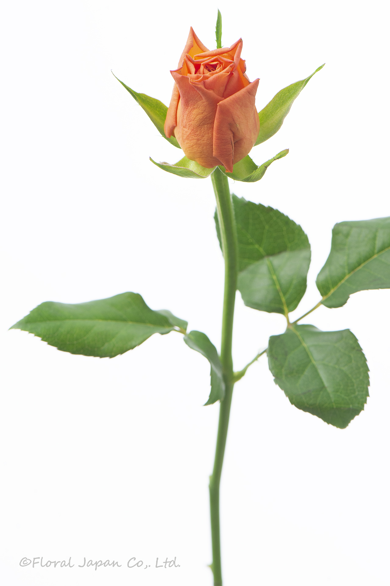 オレンジウエーブ