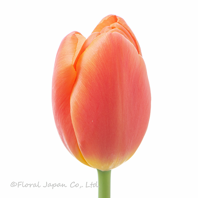 オレンジジュース