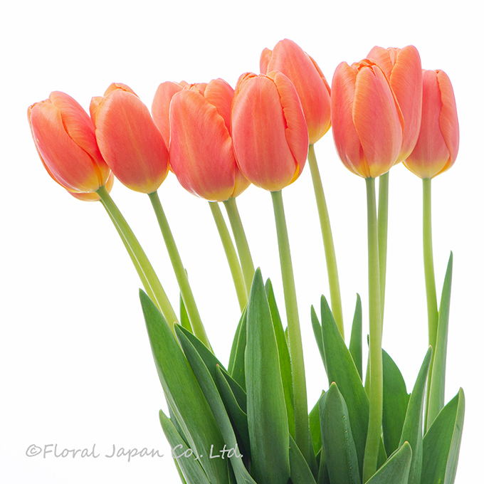 オレンジジュース