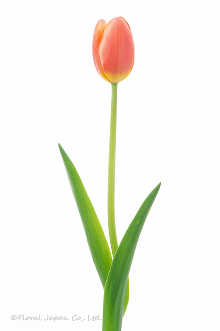 オレンジジュース