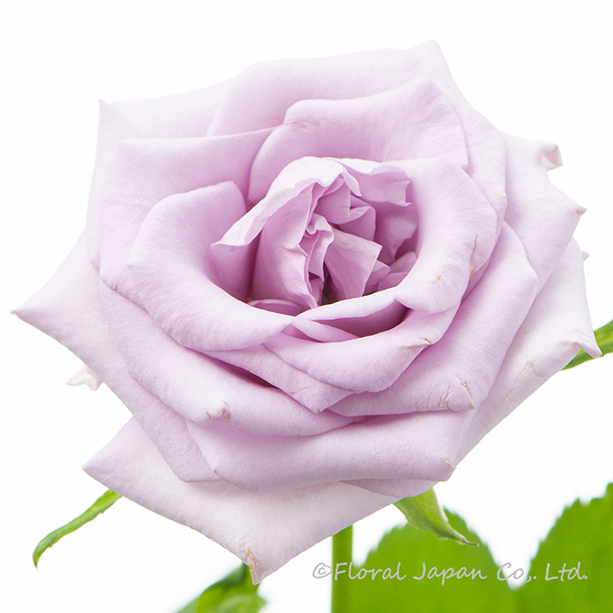 オーシャンソング