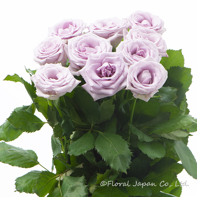 オーシャンソング