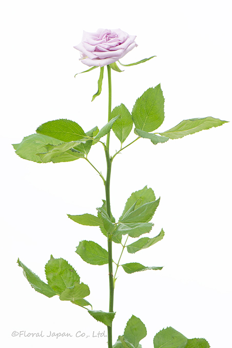 オーシャンソング