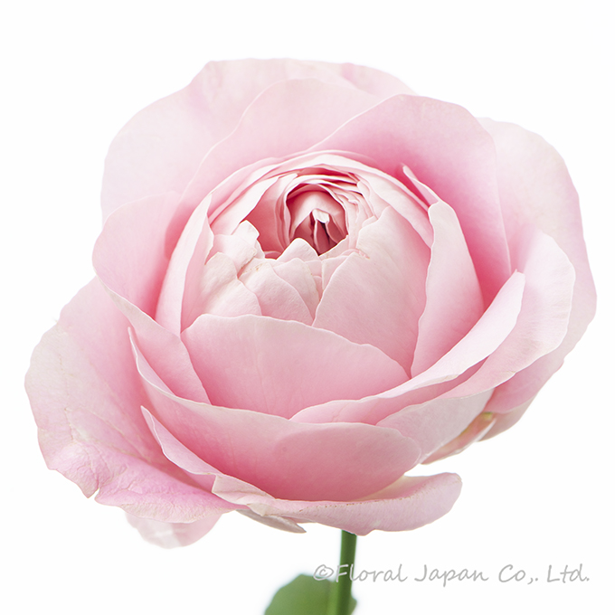 オール4ハート+