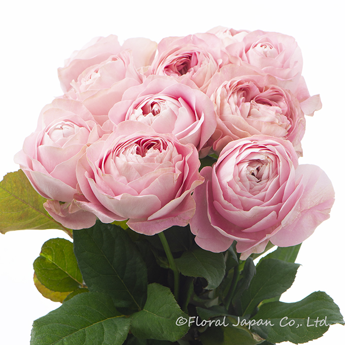 オール4ハート+