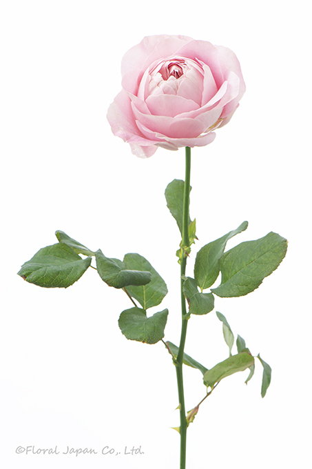 オール4ハート+