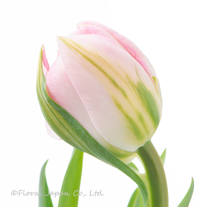 カメレオンダブル