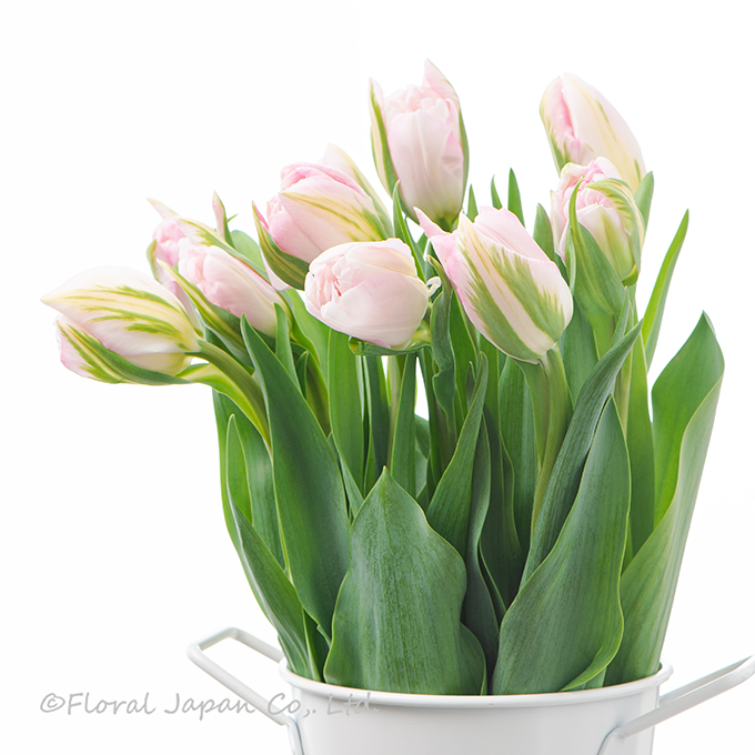 カメレオンダブル