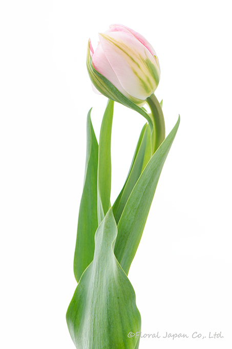 カメレオンダブル