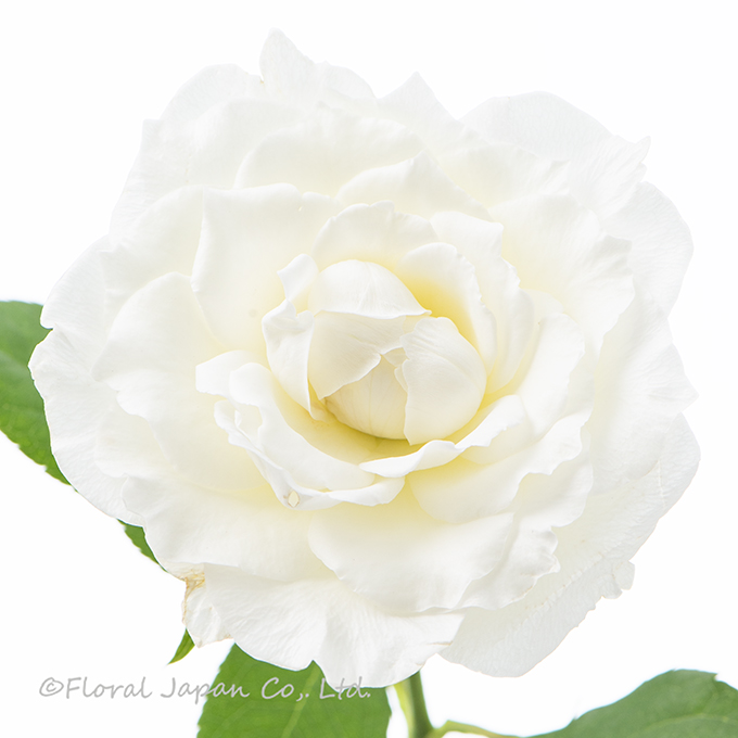 カルトブランシュ