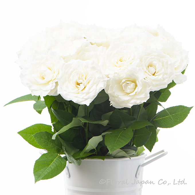 カルトブランシュ