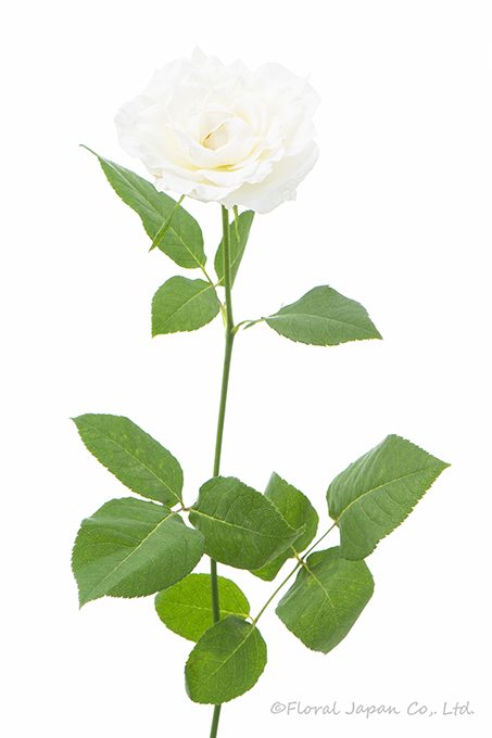 カルトブランシュ