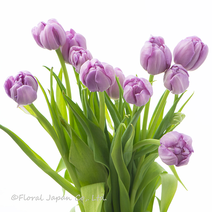 キックスタート