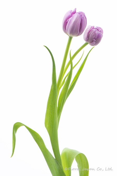 キックスタート