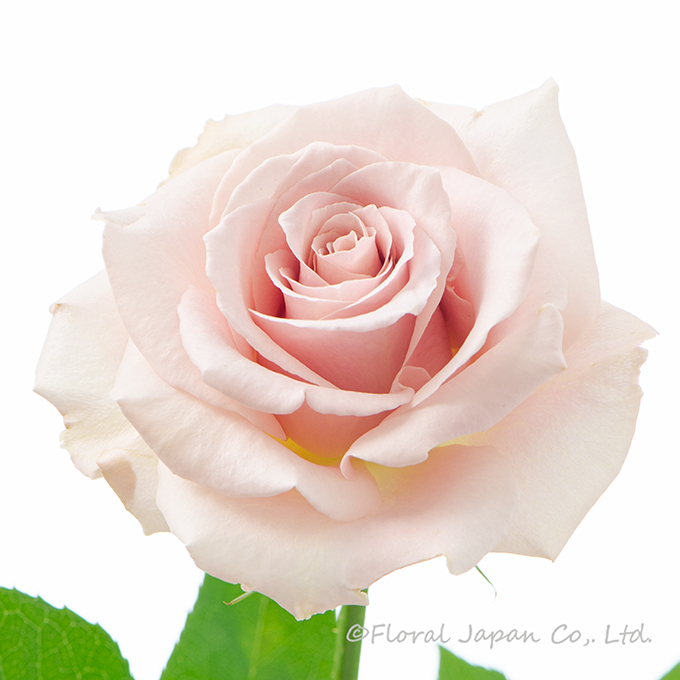 クイックサンド