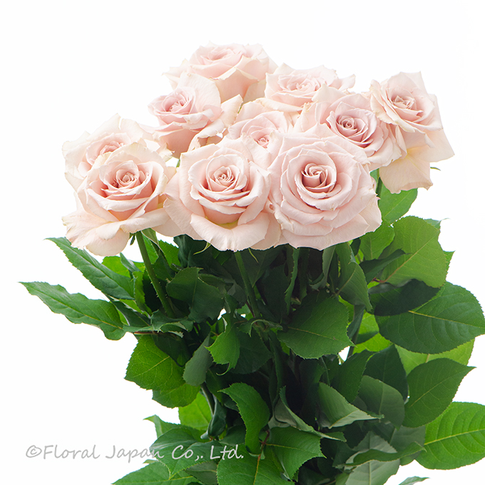 クイックサンド