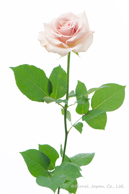 クイックサンド