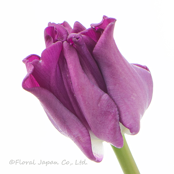 クラウンオブネグリタ