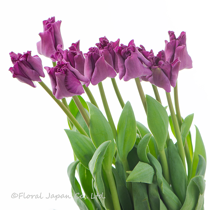 クラウンオブネグリタ