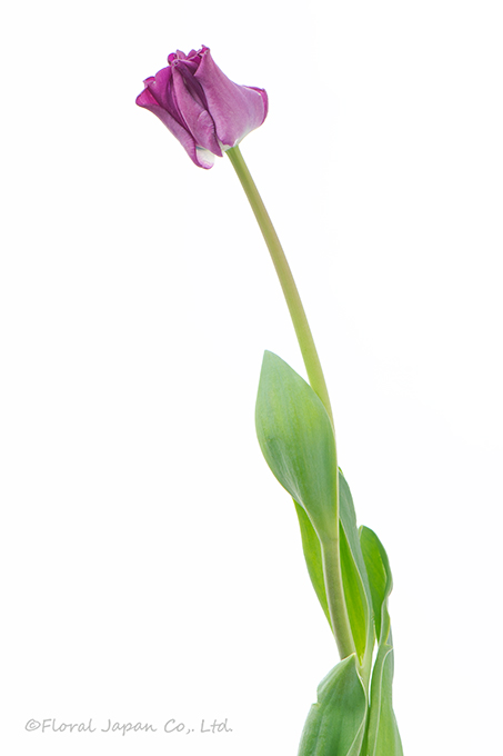 クラウンオブネグリタ