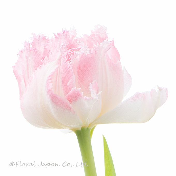 クリスピオンスイート