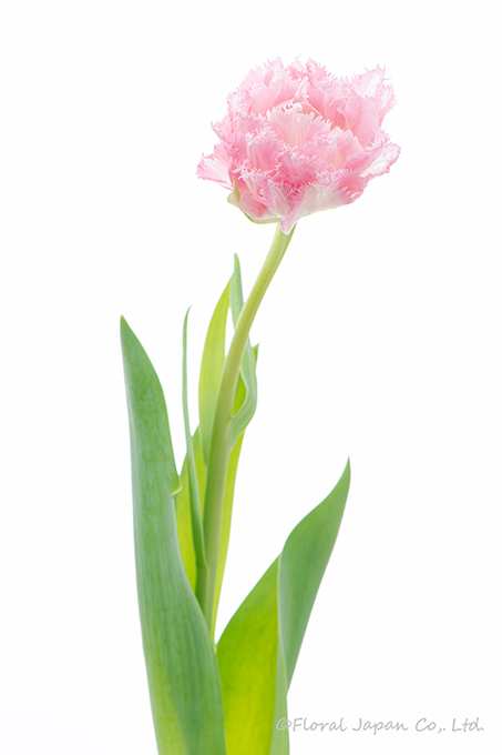 クリスピオンスイート