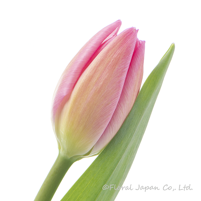 クリスマスドリーム