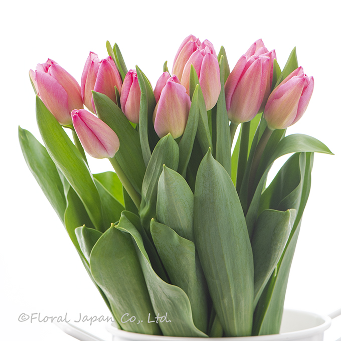 クリスマスドリーム