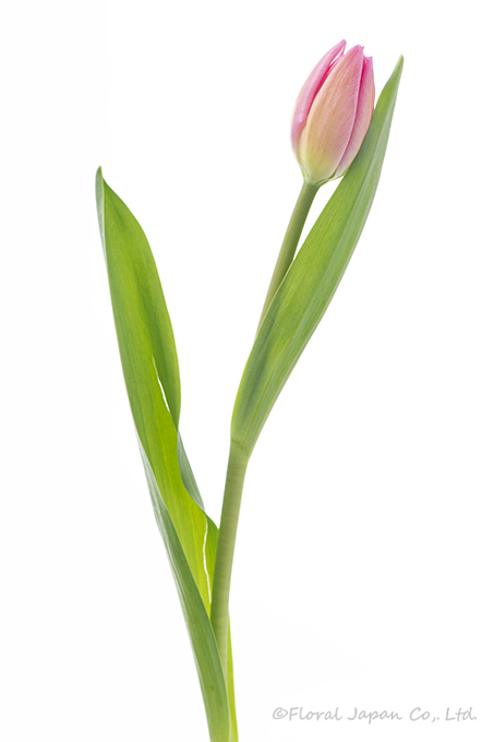 クリスマスドリーム