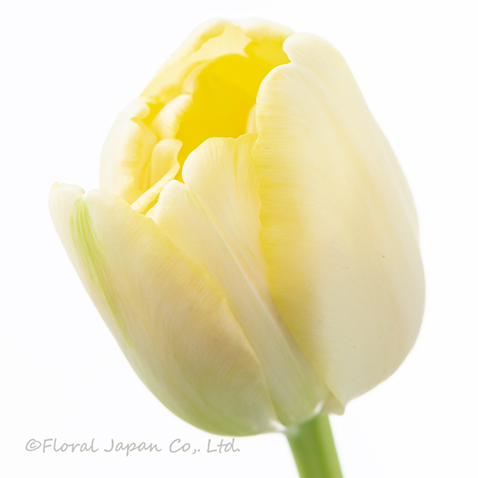 クリームアップスター