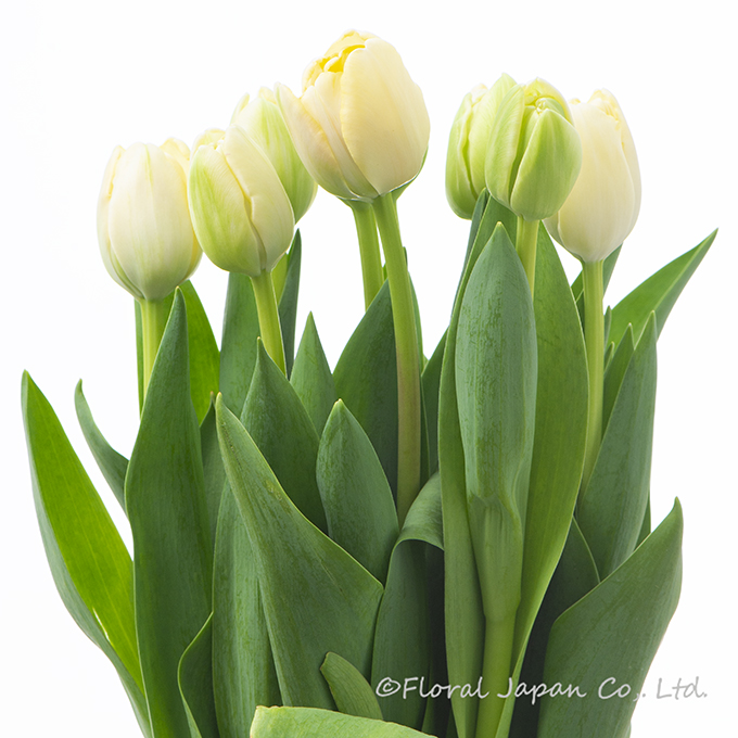 クリームアップスター